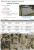 Burial Details - Catherine Maria Sargent Burial Details - Catherine Maria Sargent